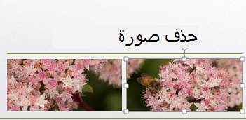 عند تحديد صورة، تصبح محاطة بمقابض.