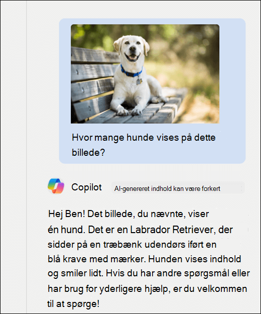 Et skærmbillede af Copilot. Et billede af en hund er blevet indsat sammen med prompten Hvor mange hunde vises på dette billede? Copilot har reageret præcist og givet yderligere beskrivelse af billedet.