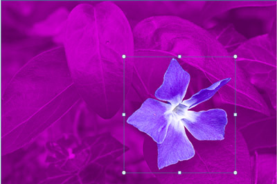Blume mit Blättern im Hintergrund