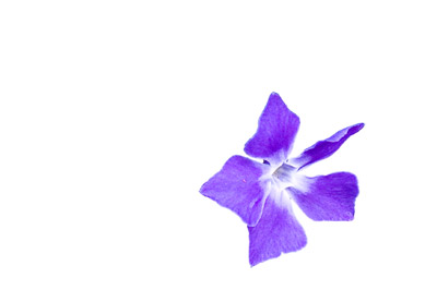 Blume mit entferntem Hintergrund