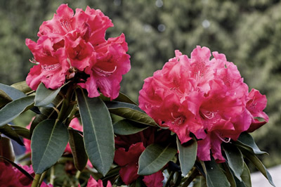 Εικόνα ροζ λουλουδιών με αλλαγή του κορεσμού χρωμάτων