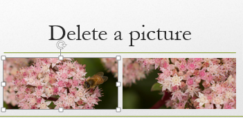 When you select a picture, it becomes surrounded by handles.