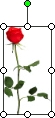 Imagen de una rosa que muestra el controlador de giro verde