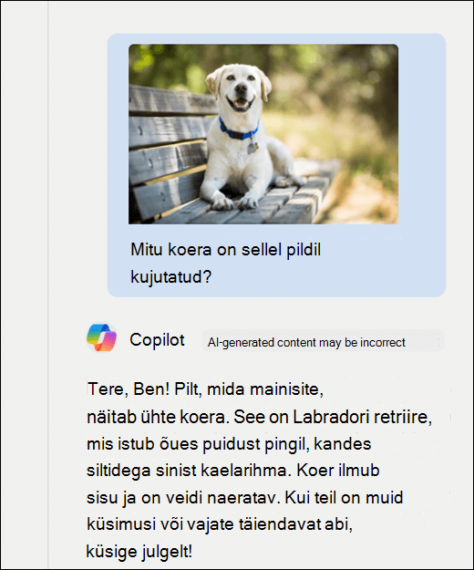 Kuvatõmmis Copilotist. Pilt koerast on kleebitud koos viibaga Kui palju koeri on sellel pildil kujutatud? Copilot on täpselt reageerinud ja lisanud pildi kirjelduse.