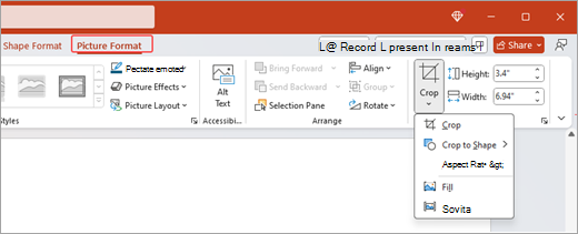 Näyttökuvassa näkyvät valintanauhan Kuvan muotoilu -asetukset ja Microsoft PowerPointissa avattu rajausominaisuus.