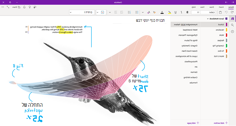 צילום מסך של OneNote עבור Windows 10