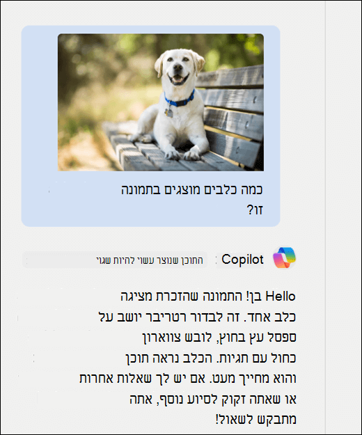 צילום מסך של Copilot. תמונה של כלב הודבקה יחד עם ההנחיה כמה כלבים מוצגים בתמונה זו? Copilot הגיבה במדויק ותמסרה תיאור נוסף של התמונה.