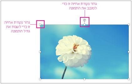 תמונה עם סימן של נקודות אחיזה לשינוי גודל