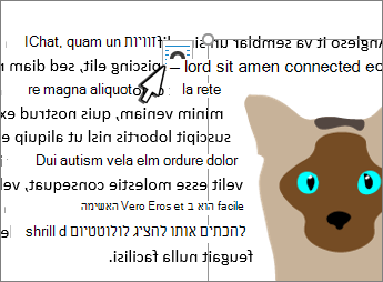 לחצן 'תמונת פריסה' בתמונה שנבחרה