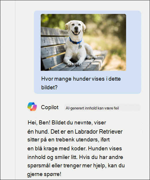 Et skjermbilde av Copilot. Et bilde av en hund har blitt limt inn sammen med ledeteksten Hvor mange hunder vises i dette bildet? Copilot har svart nøyaktig og gitt ytterligere beskrivelse av bildet.