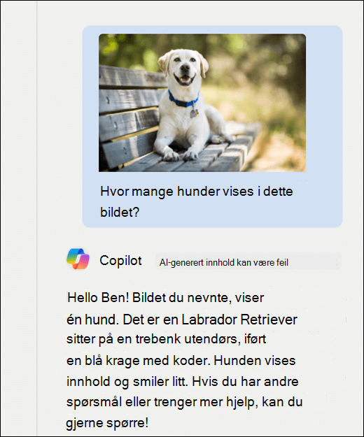 Et skjermbilde av Copilot. Et bilde av en hund har blitt limt inn sammen med ledeteksten Hvor mange hunder vises i dette bildet? Copilot har svart nøyaktig og gitt ytterligere beskrivelse av bildet.