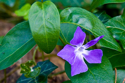 Flor roxa com fundo de folha verde