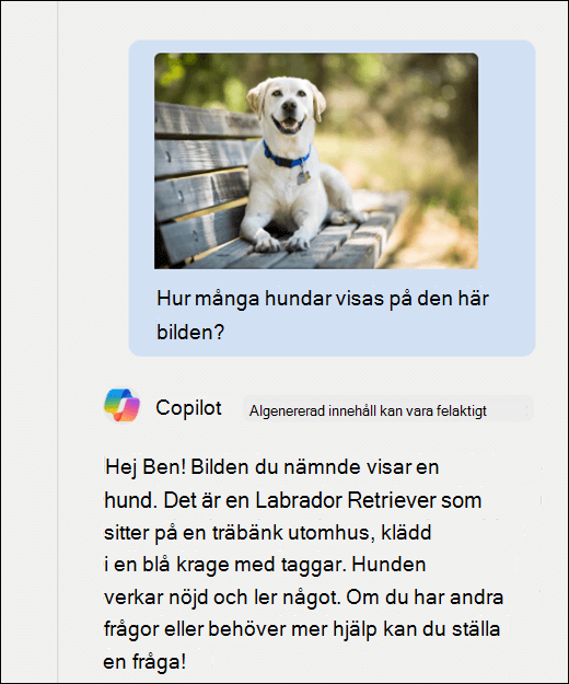 En skärmbild av Copilot. En bild av en hund har klistrats in tillsammans med uppmaningen Hur många hundar visas i den här bilden? Copilot har svarat korrekt och tillhandahållit ytterligare beskrivning av avbildningen.