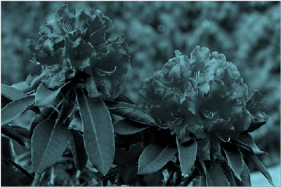 รูปภาพที่มีเอฟเฟ็กต์การเปลี่ยนสีเป็นสีเขียวหัวเป็ด