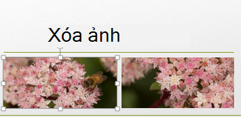 Khi bạn chọn ảnh, ảnh sẽ được bao quanh bởi các núm điều khiển.